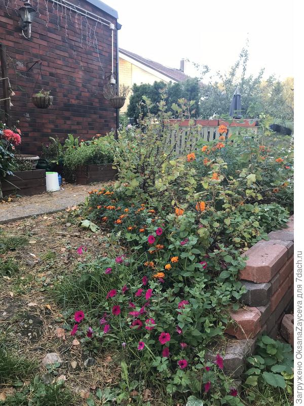 А вот тот же сорт, но в другом месте, в открытом грунте