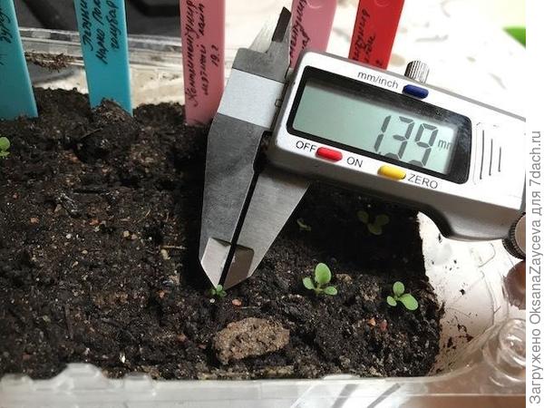17 день. Ширина настоящего листочка чуть больше миллиметра. Видно характерное отставание сеянца от других комплиментуний.