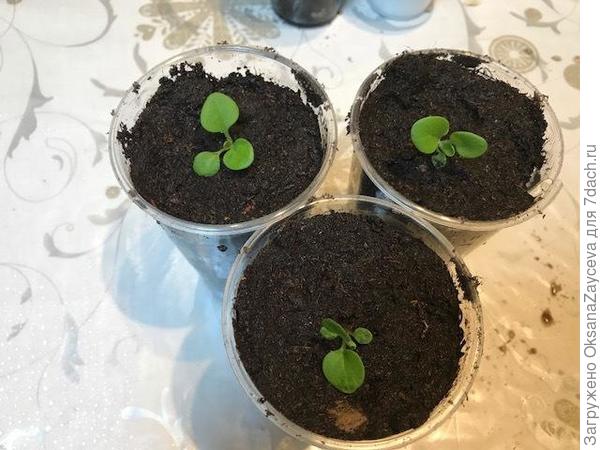 После перевалки из таблеток