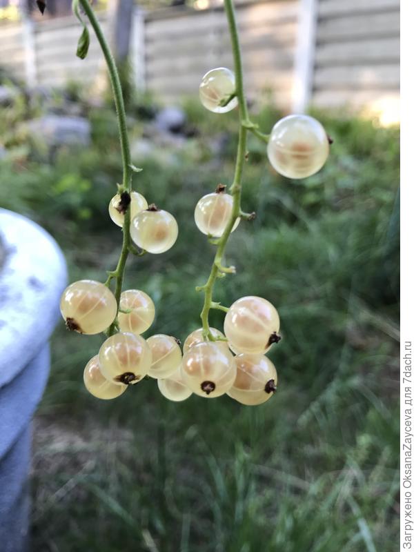 Вот белая версальская