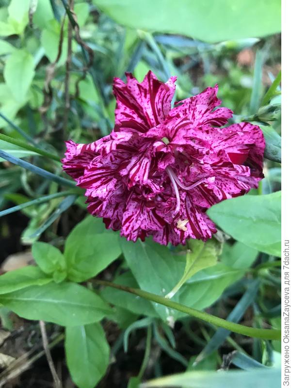 Шабо-пикотти - безобразие этого года