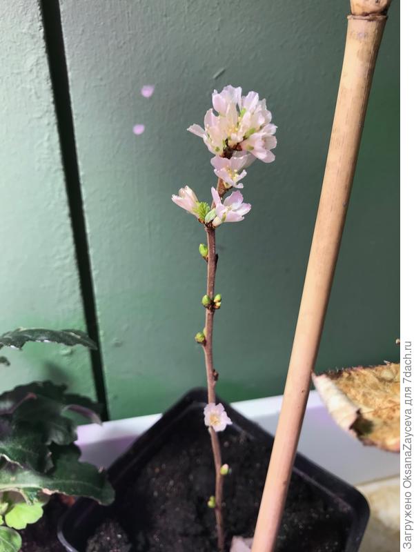 Войлочная вишня Урожайная