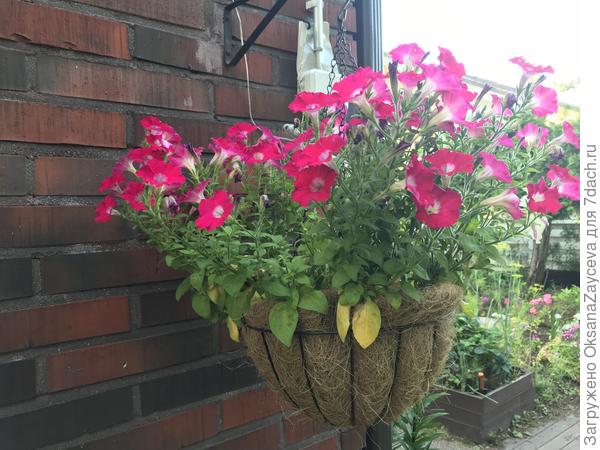 Минитуния в кашпо, 3 семечка многовато, не хватило сил свеситься. Те, что в открытом грунте сидели - были кочками цветущими и весьма себе свешивались с каменной стеночки