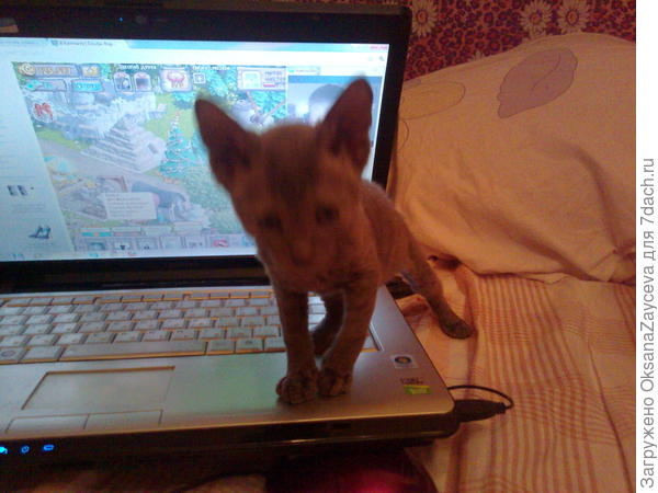 Свадебный подарок