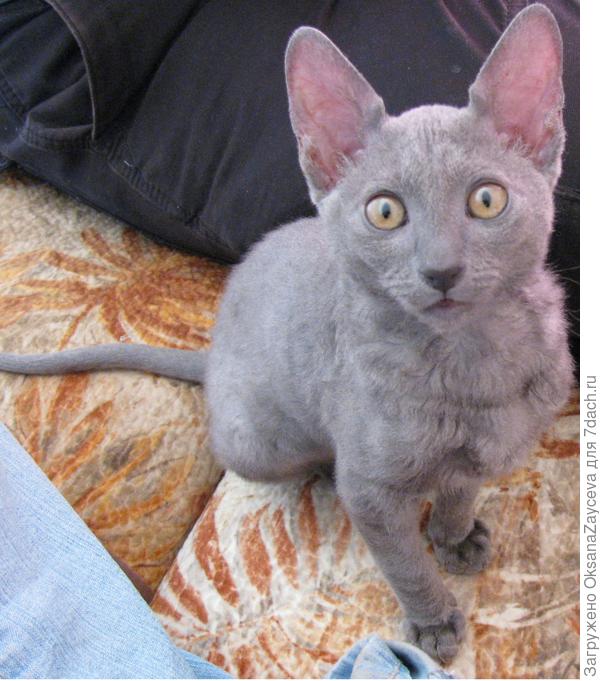 До года еще подшерсток не вьется