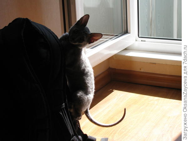 А лазить уже куда не поподя любим =) Спокойно по ноге и дальше на плечо забиралась без помощи =) Только вот больно, коготки острые