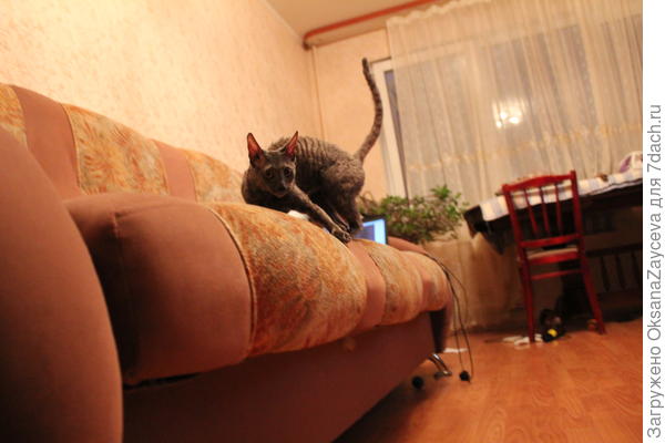 Сама выросла, а играть не прекратила