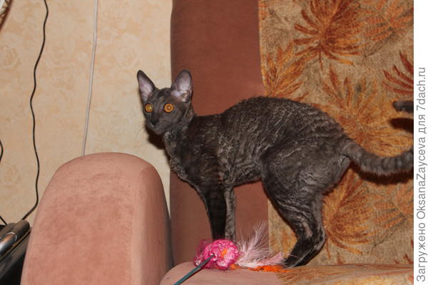 Вот такая вот попа кучерявая :)