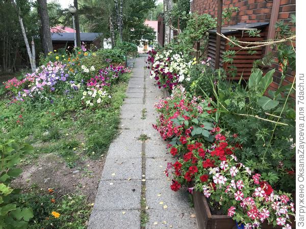 В саду цветут цветы весь сезон