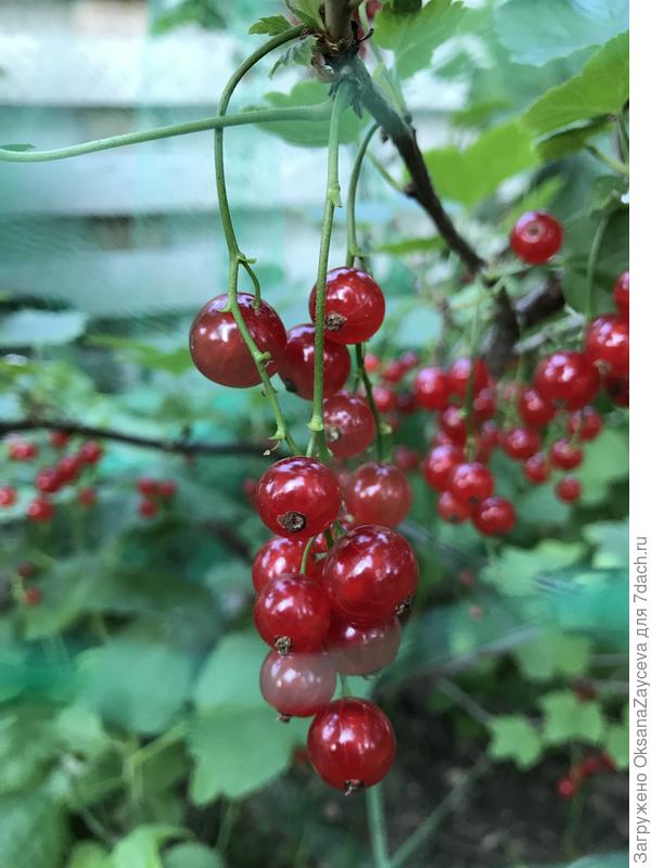Красных аж 3 сорта! Уральская красавица (сладкая), один пересорт с огромными ягодами - рука не поднялась его выбросить. И "советский неизвестный" сорт с вытянутыми, как барбарис, ягодами