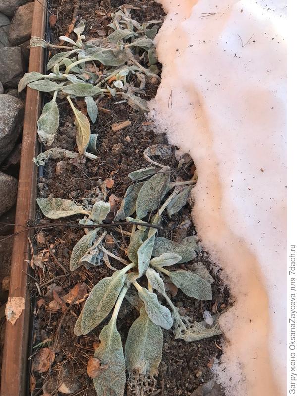 Не презентабельно, холодно, -5 у нас пока. А в оттепель опять встанет пушистиком