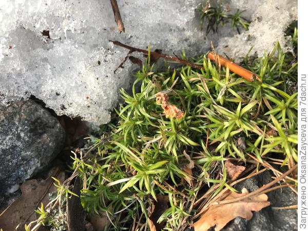 ну а флокс как пионер! всегда готов! и пофиг, что под снегом! 6)