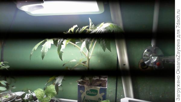 Помидоронька =) Не тянется у меня рассада! А фото такое полосатое, это от освещения =(