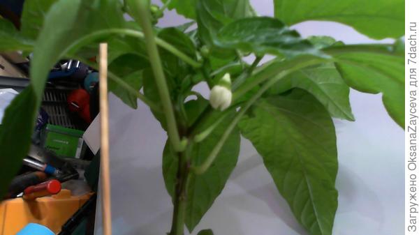 Он вроде на второй развилочке... И на второй такой же &amp;quot;второй развилочке&amp;quot; с другой стороны тоже такой же...