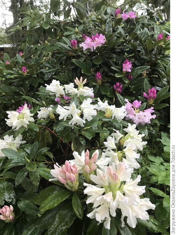 Первый цветет, второй зацветает, остальные на готове =)