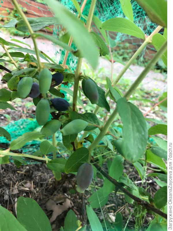 А вот голубика у нас только недельки через две дойдет