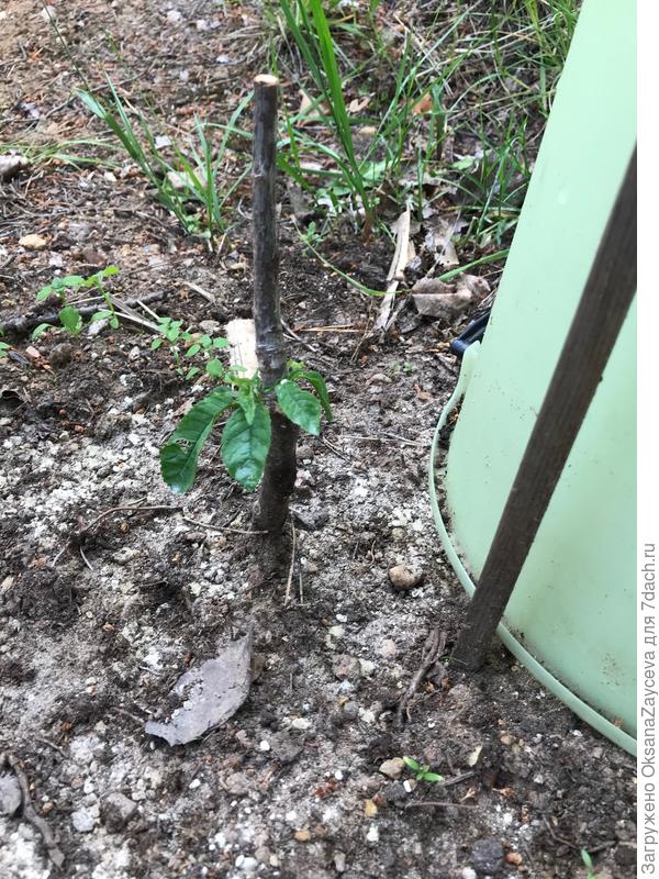 А это черешня этого года. И это почти успех! Если до следующего года доживет, то успех будет больше. А если через 5 лет еще и пересортом не окажется, так вообще песня!!!