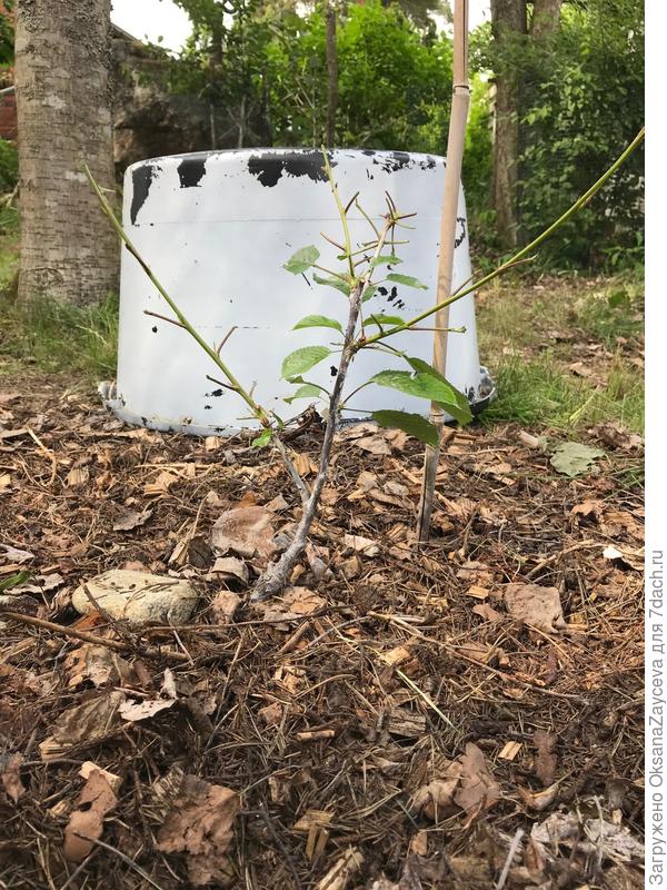 Черешня прошлого года посадки. А ведро на фото - укрытие на ночь от оленей и зайцев...