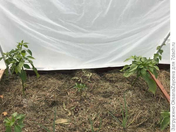 Что касается перца, вот товарищ по середине восстановился из пасынков. Но это не серьезно, они урожая уже не даст, мне кажется..