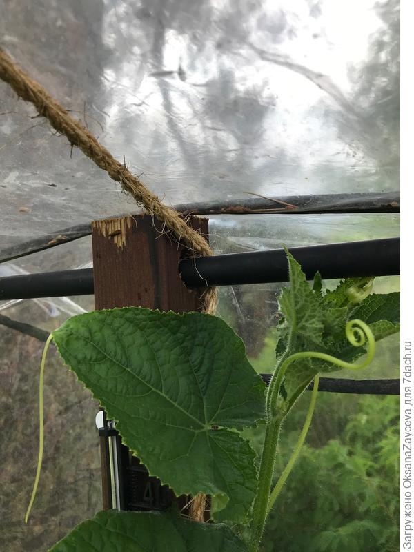 Пока муж не психанул и не прибил кол 5см в сечении. Просверлил дырку и поперечную трубу не просунул в нее. Пока не улетала =) По контуру полиэтилен почти до земли и приклеен на двойной скотч. Тем не менее на углах полиэтилен рвется