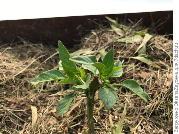 Вот он же крупным планом. Уже вроде и бутончик висит... Но листьев не хватит, чтобы выкормить урожай... Может хоть парочку на поглядеть