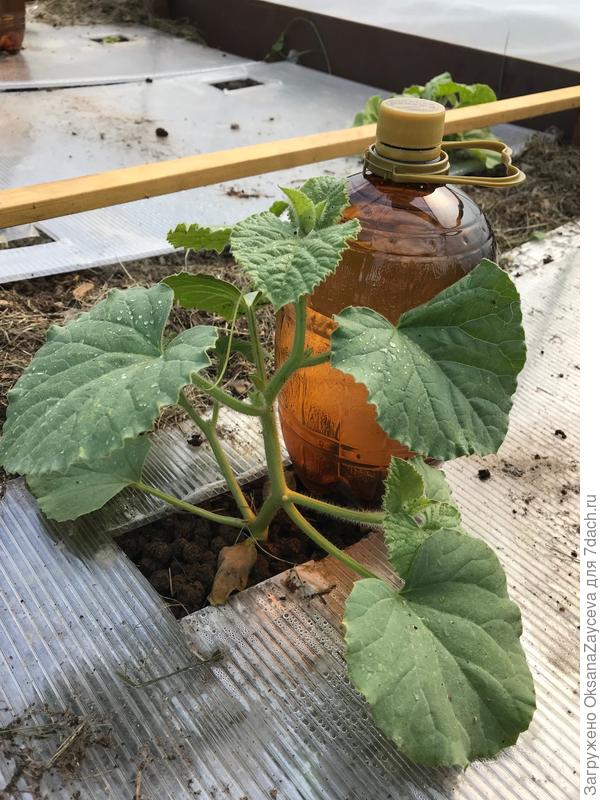 А это мой первый опыт и гордость! Дынечка =)