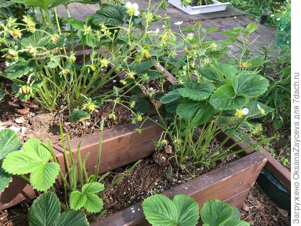 Сожранная клубника. Какие там ягоды, если на кустике листьев не осталось...