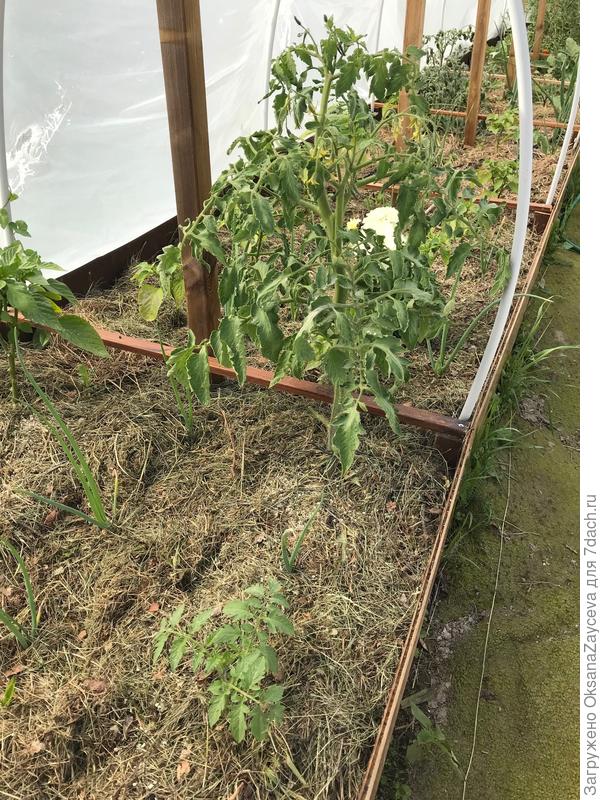 Помидоры, большая была изначально, маленьки восстанавливала из сломанных кустов, стояли в воде, пускали корни. Потом вернулись на свои места.