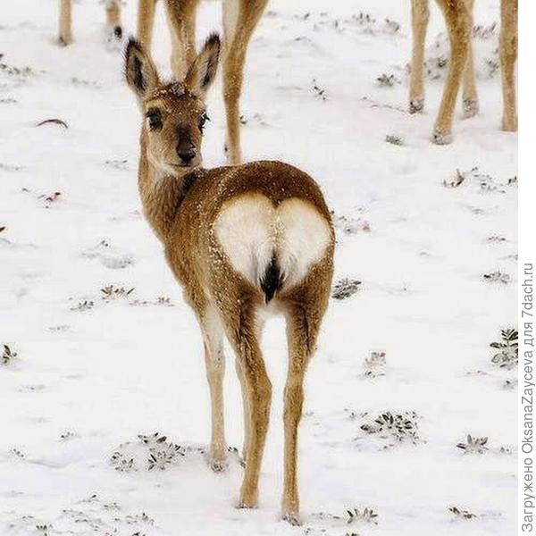 Как то так =)