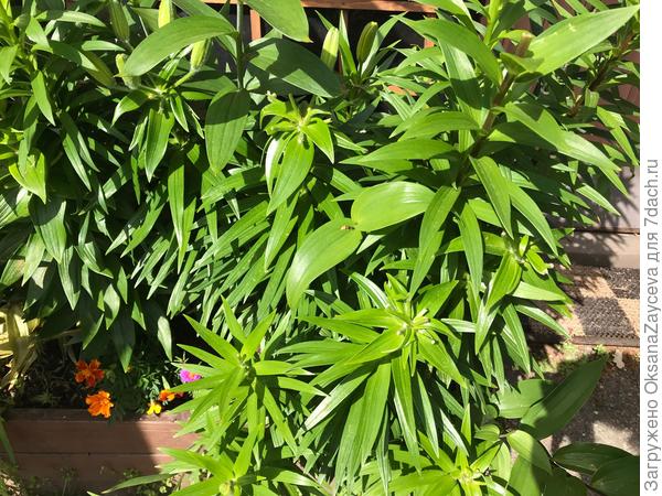 А вот с желтыми незадача.... Олень пожрал =(  Я их маркирую во время цветения, чтобы цвета не спутать