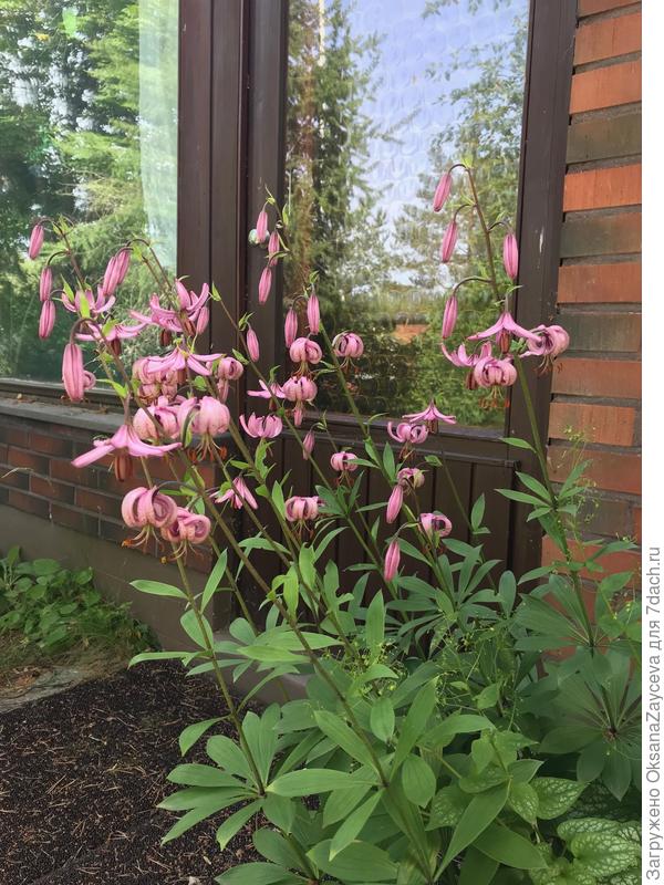 В тенечке побледнее, но полутень выносят как два пальца.. =)