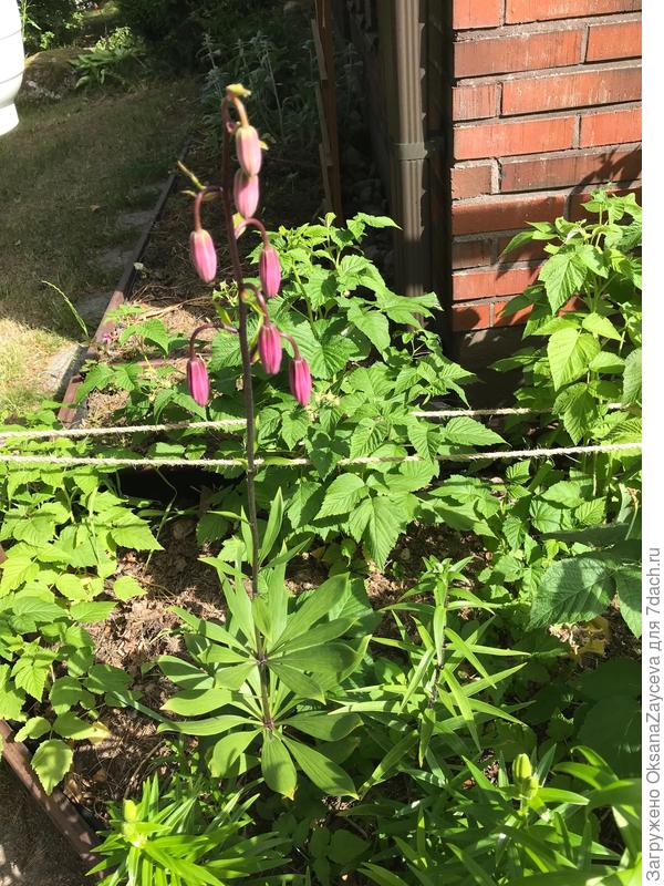 Листья уинее забавные. Но увы декоративность в июле потеряет. Самая первая птаха