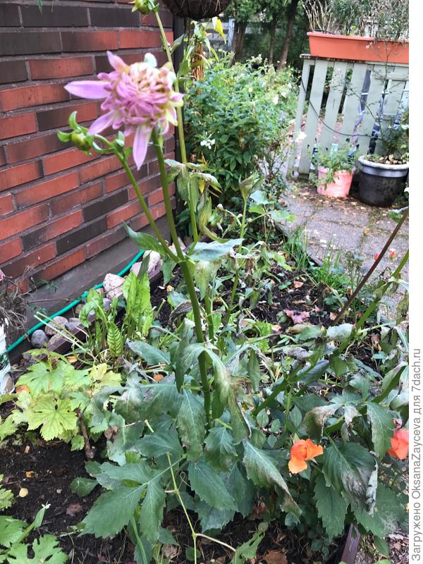 Куст подмерз, но отчаяно борется за жизнь и цветы