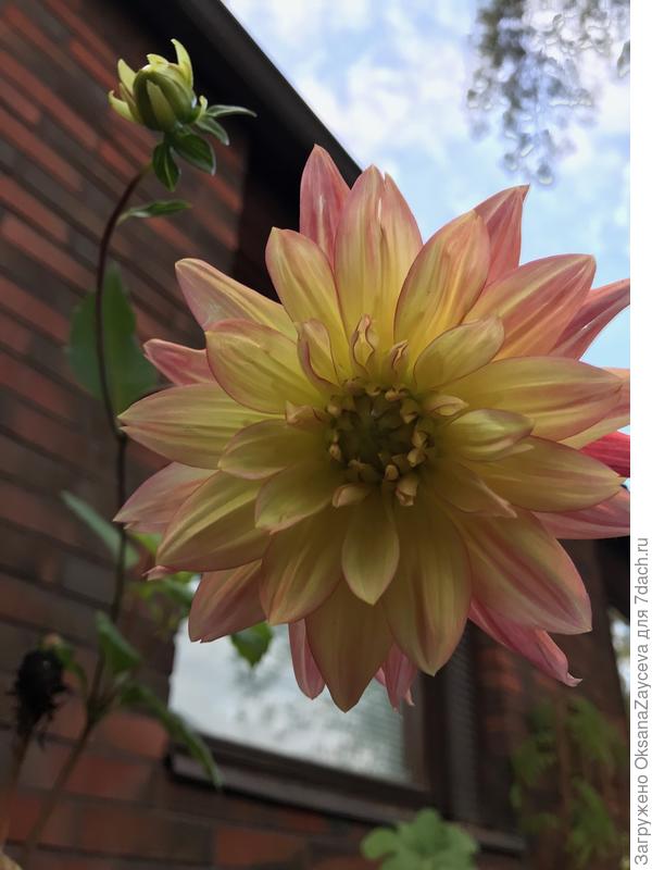 Мои солнышки