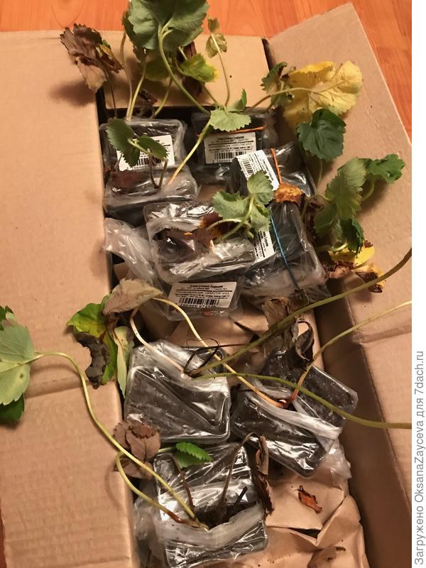 Вот это живая клубника из заказа - Барыня, фестивальная, купчиха