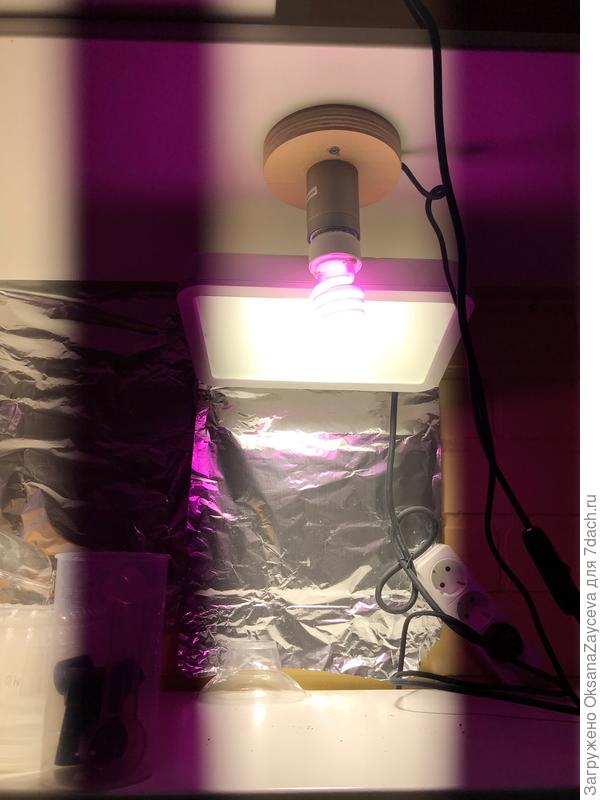 К прожектору розовая фитолампа, Осрам кажется... В общем любая фитолампа, у меня 60 ватт