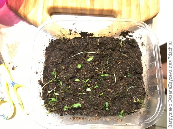 убранный огородик "перекопала" детскими грабельками