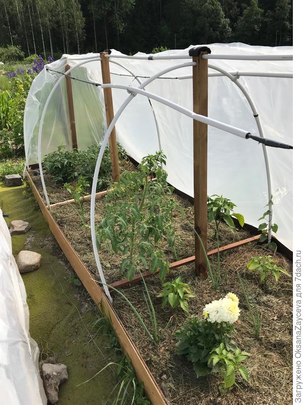 Ширина грядок позволяет уплотнять посадки до 3х рядов