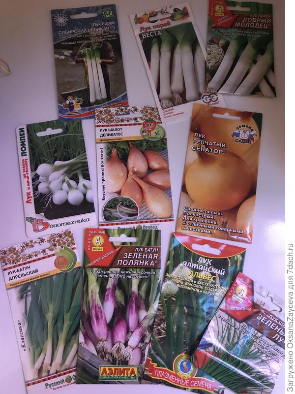 Лук внезапно стал вторым поводом моей наркомании. Это все еще дополняют Глобо и Эксибишн, черемша, шнитт и другие подзимние посадки