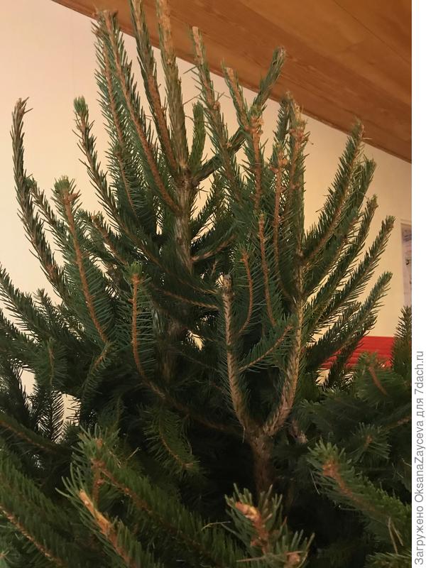 Макушка правда сдвоенная, вилочкой, но снаружи не заметно. А под гирляндами вообще никто не увидит