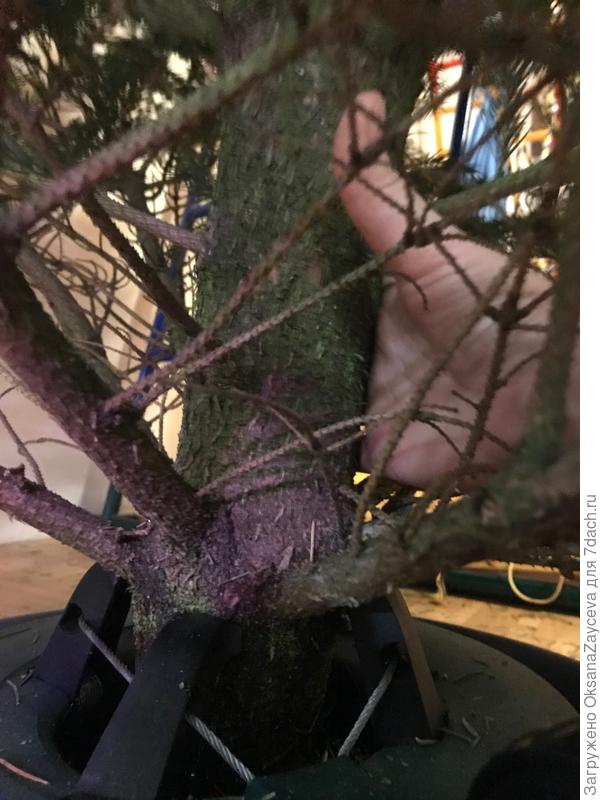 Основание ёлки поуже чем пихта, но все же рукой не обхватить =)