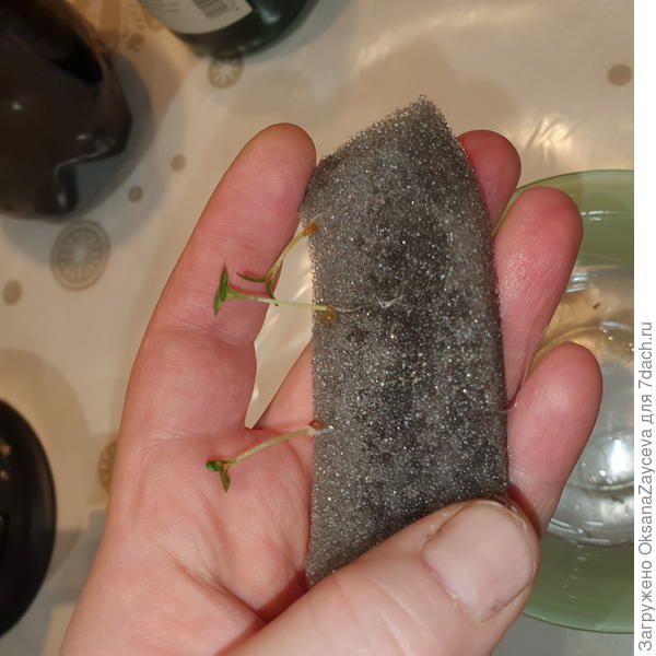 Вот так рядком и вросли, кто то посильнее, кто то лишь чуть зацепился