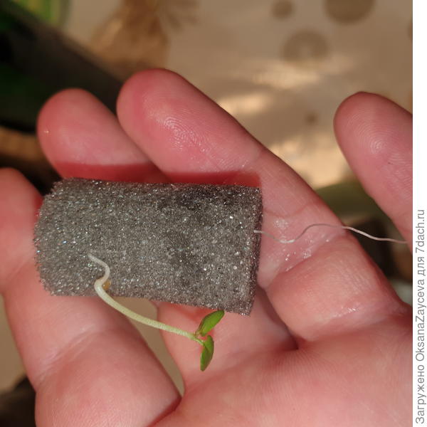 Действительно врастают, надо придумать другие сердцевинки или минеральные пробочки