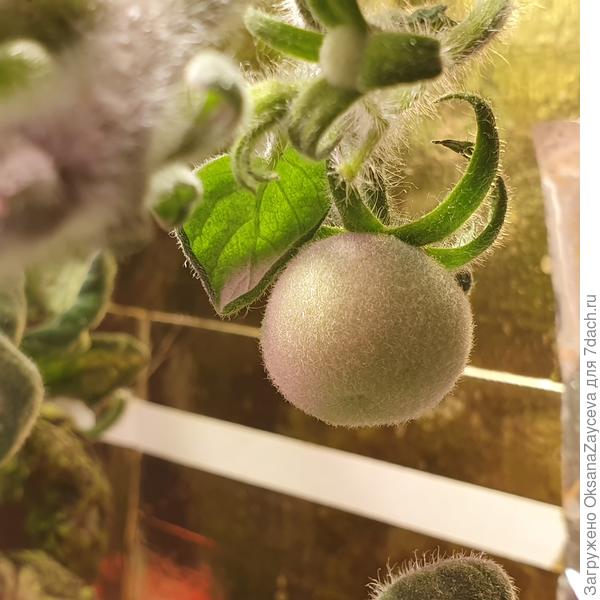 И завязываются хорошо, не смотря на 10 литров всего