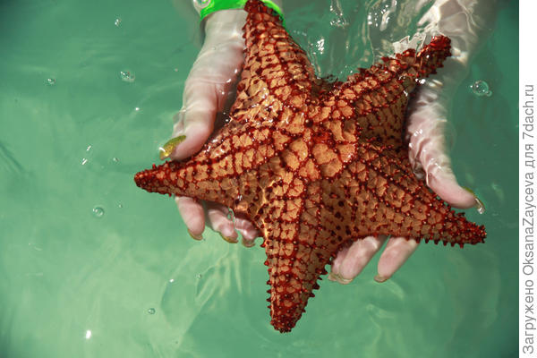 Нельзя их из воды доставать, даже фотографировать в воде просят