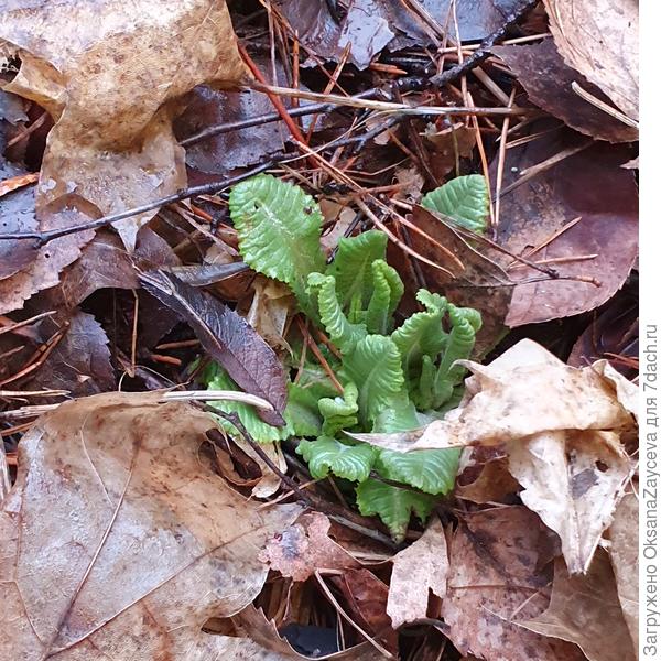 Поперли первоцветы. Видела несколько всходов толи галантусов, толи пролески. А примула уже походу давно взошла!
