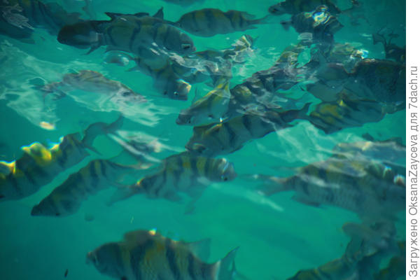 Надо сказать, селедки то не малые. Капитан наверное туристов на прикормить привозит, потом вечерочком на рыбалку, на места прикормленые =)