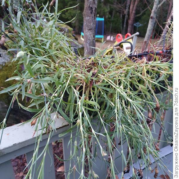 Гвоздика Шабо тоже перезимовала, прямов  кашпо. А что, удобно, подрежу, пусть дальше цветет!