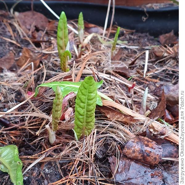 Щавель радует. Еще чуть чуть и молодая зелень на столе =))