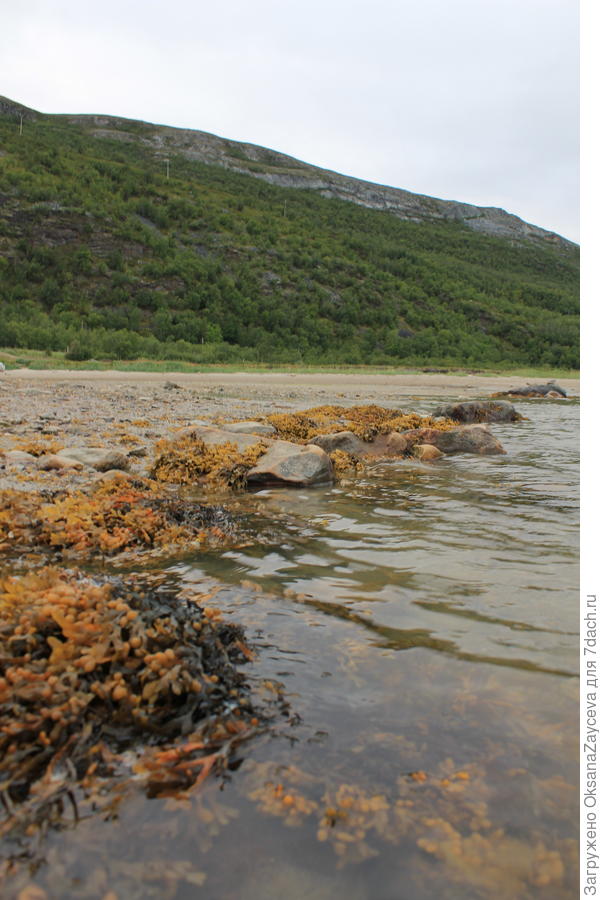 И водоросли есть, но не везде, лишь местами, причем крайне редкими